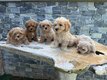 Superbe portée de Maltipoo