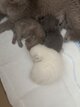 Chatons British