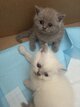 Chatons British