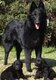 Groenendael
