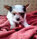 Manifique chiots biwers