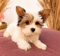 Chiots Yorkshies biewer disponible de suite