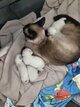 Siamois à vendre