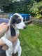 Gascon croisé beagle harrier