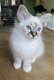 Chaton Sacré de Birmanie Male Seal tabby