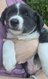BB Bonnie [cherche] sa famille pour la vie