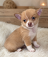 5 magnifiques petits oursons cherchent leur...