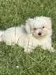 Bichon Maltais
