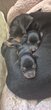 Magnifiques chiots Ratier de Prague (petite...