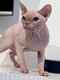Sphynx saillie