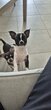 Chiots Chihuahua à vendre (maman pedigree LOF)