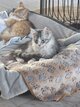 Magnifique Maine coon [cherche] sa famille pour...