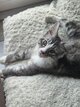 Magnifique Maine coon [cherche] sa famille pour...
