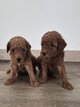 Chiots Caniches nains abricot foncé