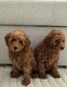 Chiots Caniches nains abricot foncé