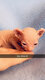Sphynx elf