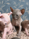 Sphynx elf