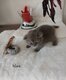 Loulous British shorthair