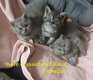 Loulous British shorthair