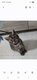 Loulous British shorthair