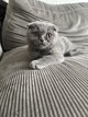 Scottish fold