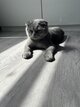 Scottish fold
