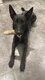 Malinois à donner