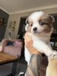 Spitz Allemand