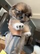 Spitz Allemand