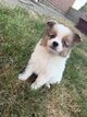 Spitz Allemand