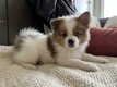 Spitz Allemand