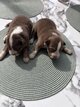 Chiots berger australien