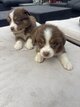 Chiots berger australien
