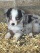 Chiots berger australien