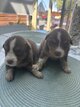 Chiots berger australien