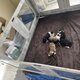 Border colie à adopter