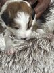 Border colie à adopter