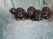 Chiots Teckel Sanglier Standard à poils durs