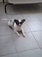 Magnifique femelle Chiuahua
