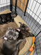 Chiots bouledogues français bleus, chocolat,...