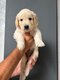 Chiot mâle Golden retriever