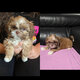 Chiots shih-tzu