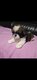 Chiots shih-tzu