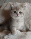British shorthair Blue Golden✨️