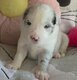 Border collie avec pédigrée 2 semaines