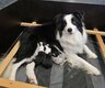 Border collie avec pédigrée