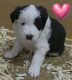 Border collie avec pédigrée 2 semaines