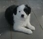 Border collie avec pédigrée 7 semaines