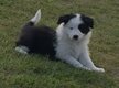 Border collie avec pédigrée 8 semaines