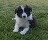 Border collie avec pédigrée 8 semaines